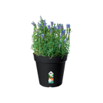 green basics growpot 17cm living black